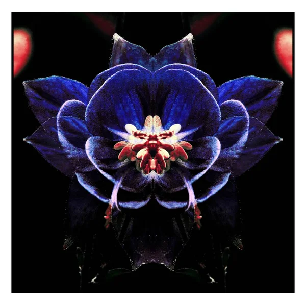 Güzel bir peri çiçeği. Olağanüstü bir çiçek. Benzersiz bir soyut çizim. Güzel bir görüntü tasarım projelerini ve fikirleri süsleyecek.