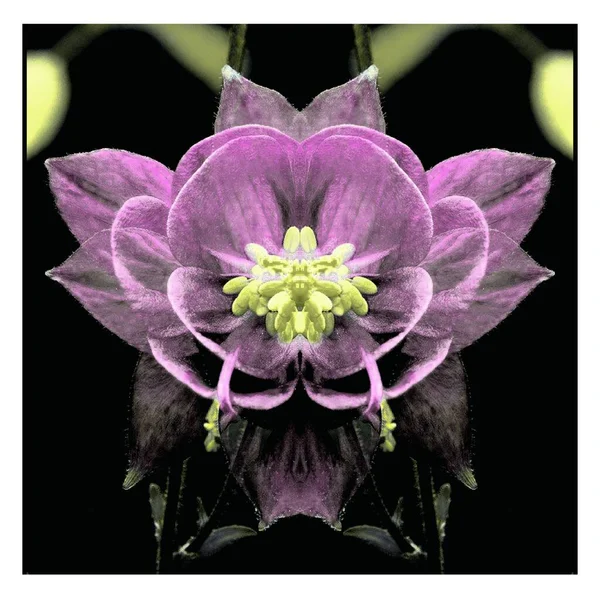 Güzel bir peri çiçeği. Olağanüstü bir çiçek. Benzersiz bir soyut çizim. Güzel bir görüntü tasarım projelerini ve fikirleri süsleyecek.