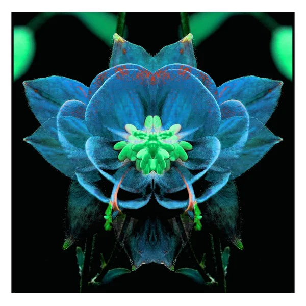 Güzel bir peri çiçeği. Olağanüstü bir çiçek. Benzersiz bir soyut çizim. Güzel bir görüntü tasarım projelerini ve fikirleri süsleyecek.