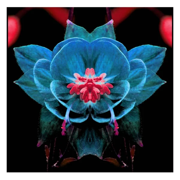 Güzel bir peri çiçeği. Olağanüstü bir çiçek. Benzersiz bir soyut çizim. Güzel bir görüntü tasarım projelerini ve fikirleri süsleyecek.