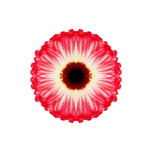 Güzel bir peri çiçeği. Olağanüstü bir çiçek. Benzersiz bir soyut çizim. Güzel bir görüntü tasarım projelerini ve fikirleri süsleyecek.