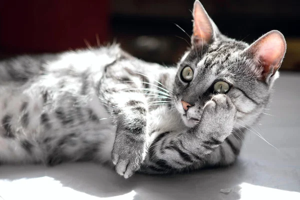 Home Cat Playing Chews Paper — Fotografia de Stock