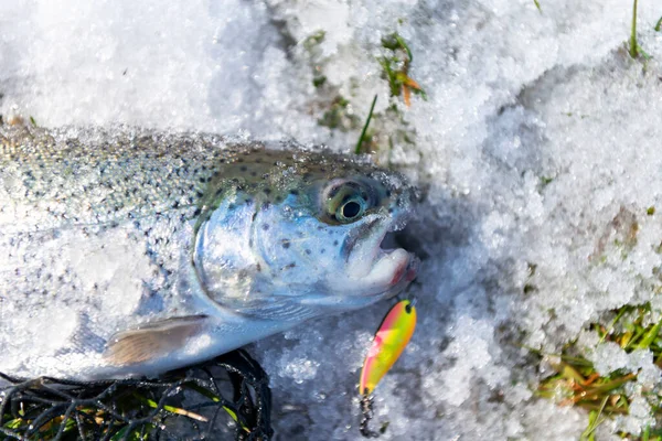 Beekforel Gevangen Draaiende Spinner — Stockfoto