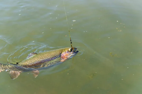 Wild Brown Trout Hook Water — Stock Photo, Image