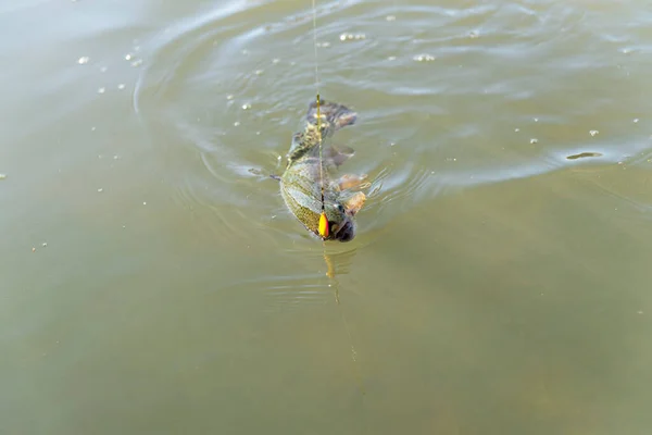 Trucha Marrón Salvaje Gancho Bajo Agua — Foto de Stock