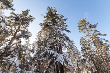 Bulgar dağlarının kış manzarası.