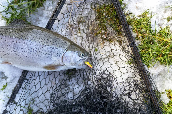 Brook Trout Caught Rotating Spinner — Stock Photo, Image