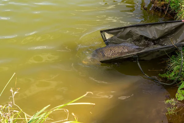 Pescador Soltando Peces Vivos Carpa Común Nuevo Agua Después Mostrarlo — Foto de Stock