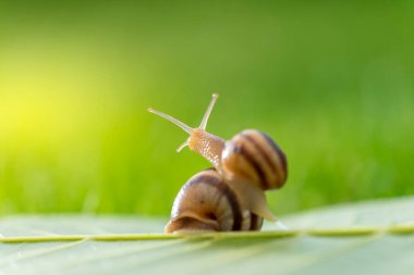 Güzel bir salyangoz sabah çiğ, makro, yumuşak odaklı.