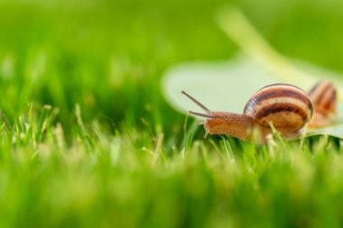 Güneşli bir günde çimlerde salyangoz.