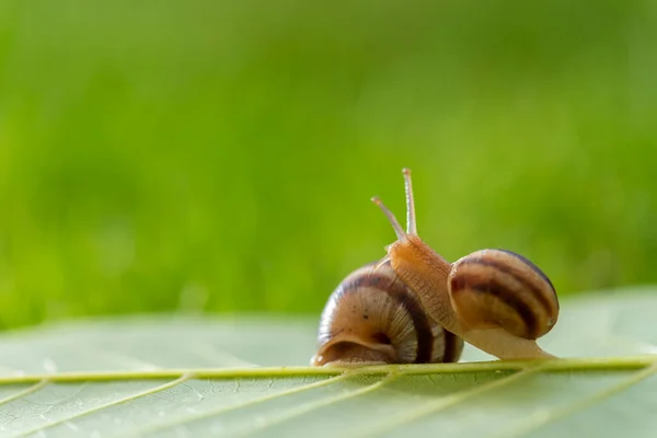 Caracol Encantador Grama Com Orvalho Manhã Macro Foco Suave — Fotografia de Stock