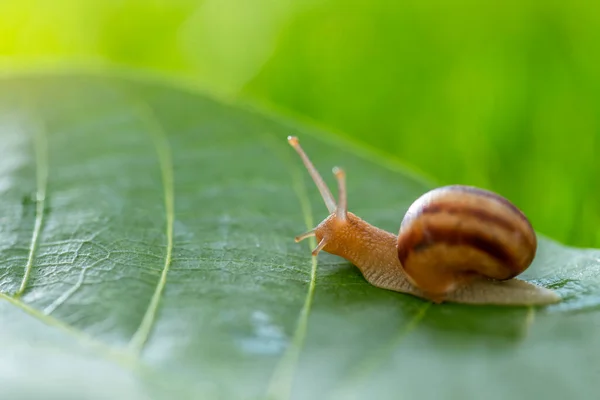 Caracol Encantador Grama Com Orvalho Manhã Macro Foco Suave — Fotografia de Stock