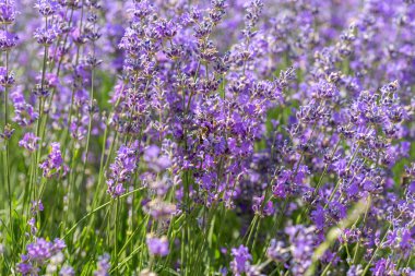 Bir tarlada çiçek açan lavantaya yakın..