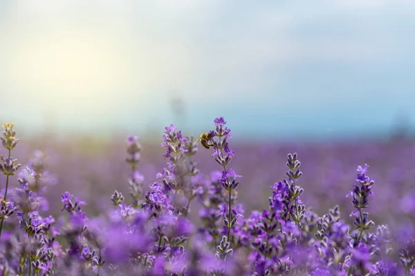 Großaufnahme Von Blühendem Lavendel Auf Einem Feld — Stockfoto