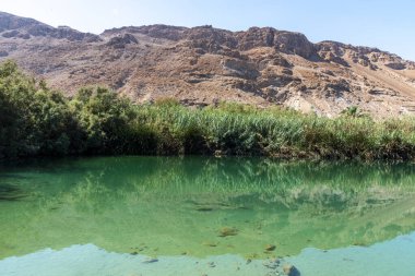 Ölü Deniz yakınlarında bir vaha. Çölde tropikal doğa rezervi. Einot Tsukim, Ein Feshkha