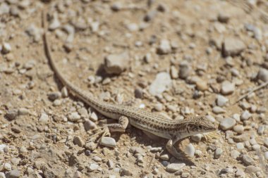 Küçük bir kertenkeleye yakın çekim yaz güneşinin altında sıcak bir kayanın altında yatıyor. Negev Çölü, İsrail