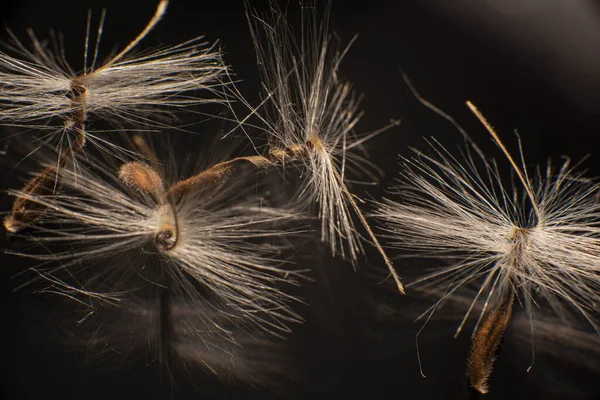 Brightly lit Pelargonium seeds, with fluffy hairs and a spiral body, are reflected in black perspex. Geranium seeds that look like ballerina ballet dancers. Motes of dust shine in the background like — Stock Photo, Image