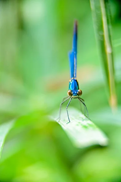 Male Marsh Bluet Damselfly perched on a leaf. Tiny Marsh Provincial Wildlife Area. Close up of a Dragonfly on a leaf, Israel. — стоковое фото