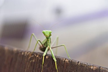 Şubat ayında İsrail 'de çekilen peygamber devesi böceğinin yakın plan fotoğrafı.