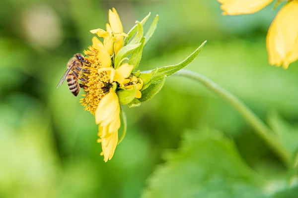 Ιπτάμενη μέλισσα, επικονίαση λουλουδιών, γονιμοποίηση. Μια μέλισσα πετάει πάνω από ένα πικραλίδα. Ένα καταπληκτικό ιπτάμενο έντομο. Πετάει λουλούδια, πετάει μέλισσες. Έντομα, σκαθάρια — Φωτογραφία Αρχείου