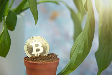 Bitcoin paraları yerde ve yapraklar büyür. Bitcoin büyüme konsepti. Kripto para birimi konsepti artırır.