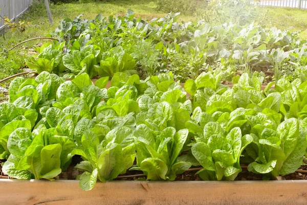 A lettuce bed with a self prepared bucket designed to be a worm compost — Stock Photo, Image