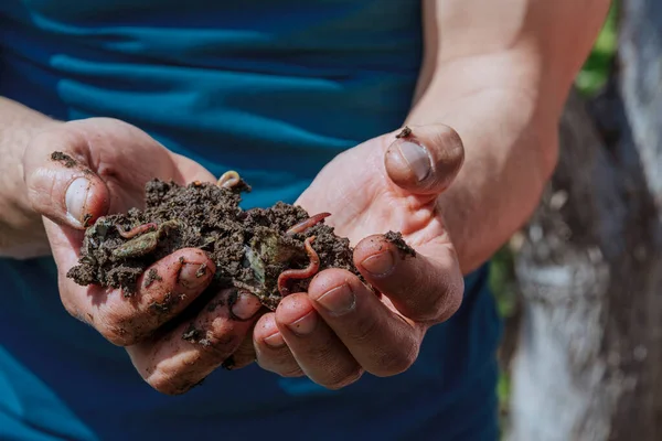 用泥土抱住蠕虫的手。一个农民手里拿着一群蚯蚓.家庭食物废物产生的虫粪 — 图库照片