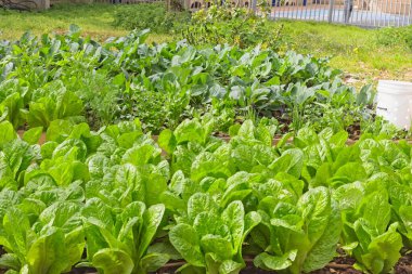 Solucan gübresi olması için tasarlanmış bir kovayla marul yatağı.