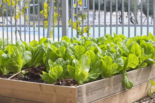 A lettuce bed with a self prepared bucket designed to be a worm compost — Stock Photo, Image