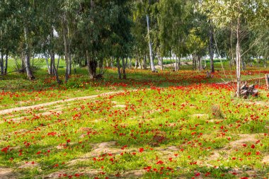 View of Eucalyptus trees and fields of red anemone flowers, Northern Negev Desert, Southern Israel, Darom Adom Festival