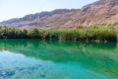 Ölü Deniz yakınlarında bir vaha. Çölde tropikal doğa rezervi. Einot Tsukim, Ein Feshkha