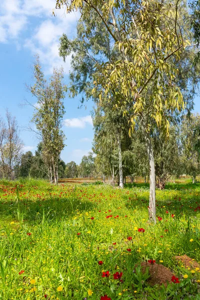 View of Eucalyptus trees and fields of red anemone flowers, Northern Negev Desert, Southern Israel, Darom Adom Festival — ストック写真