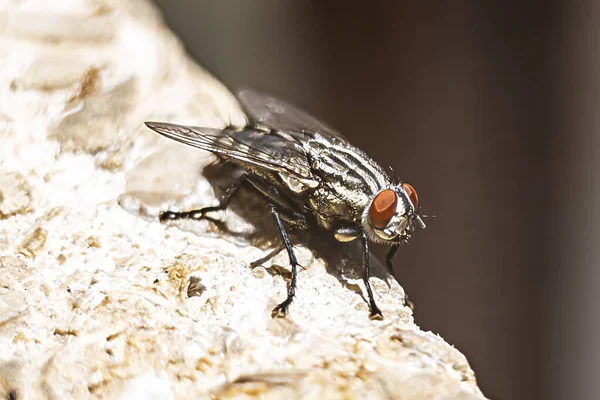 Tiro macro da mosca — Fotografia de Stock