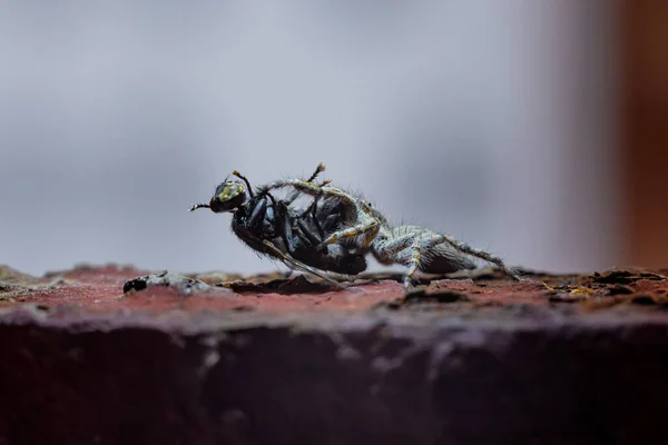 Small Black, brown, and White Jumping spider, salticidae, eating a house fly. Macro photo