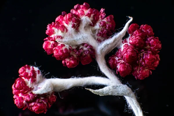 Helichrysum Sanguineum - también conocido como Flores Rojas Eternas, Red Cud Weed, florece a finales de la primavera en la región mediterránea, las montañas de Judea, Israel. Flores eternas — Foto de Stock