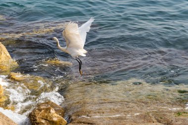 Balıkçıl balıkçıl balıkçıl balıkçıl balıkçıl balıkçıl balıkçıl balıkçıl balıkçıl balıkçıl balıkçıl balıkçıl balıkçıl balıkçıl balıkçıl. Akdeniz 'in mavi sularında bir kayanın üzerinde balıkçıl. Yüksek kalite fotoğraf