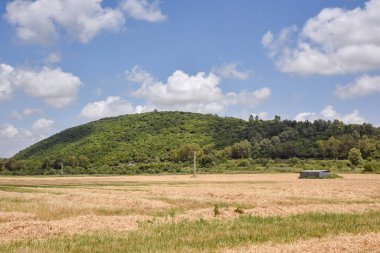 Kuru bir çim tarlasına yakın çekim. Yüksek kalite fotoğraf