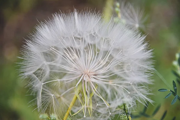 Large White Ball Dandelion Hand Sky High Quality Photo — Stock Photo, Image