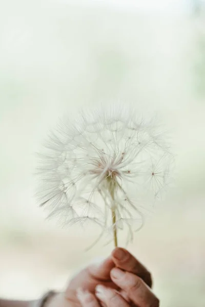 Una Gran Bola Blanca Diente León Mano Contra Cielo Foto — Foto de Stock