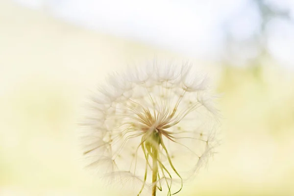 Una Gran Bola Blanca Diente León Mano Contra Cielo Foto — Foto de Stock