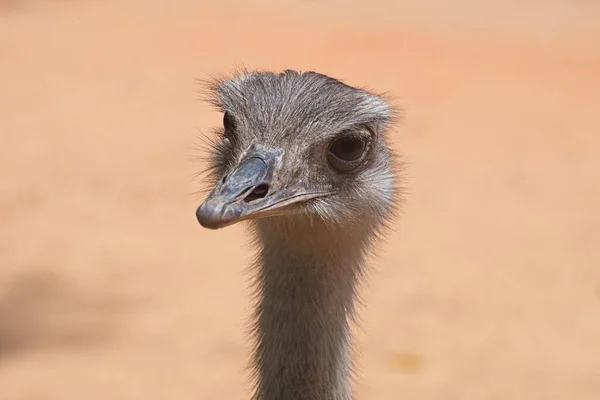 Front View Ostrich Concept Fear Ignoring Alertness Attention High Quality — Stock Photo, Image