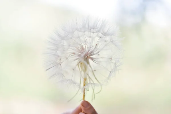 Large White Ball Dandelion Hand Sky High Quality Photo — Stock Photo, Image