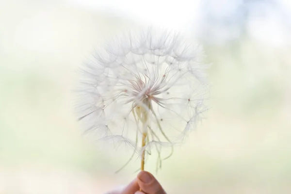 Una Gran Bola Blanca Diente León Mano Contra Cielo Foto — Foto de Stock