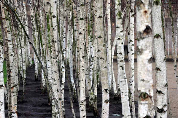 Beyaz Grove ağaçlar