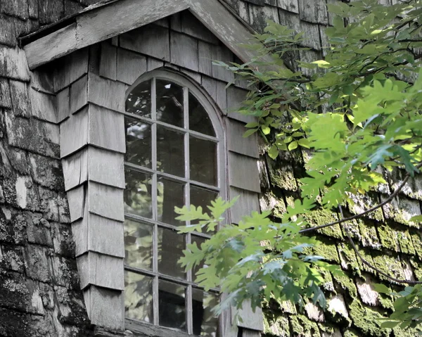 Yeşil ağaç penceresi