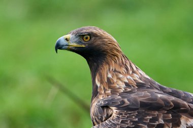 Altın kartal (Aquila chrysaetos) doğal ortamında
