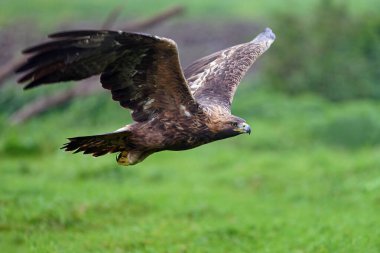 Altın kartal (Aquila chrysaetos) doğal ortamında