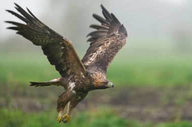 Altın kartal (Aquila chrysaetos) doğal ortamında