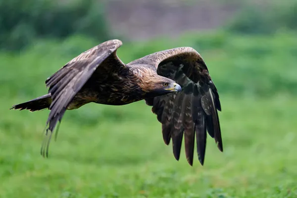 Águia Dourada Aquila Chrysaetos Seu Ambiente Natural — Fotografia de Stock