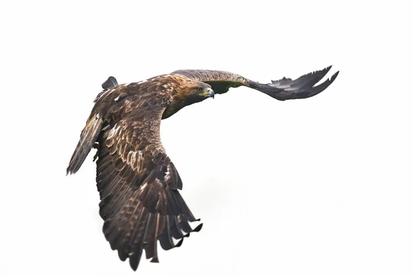 Golden Eagle Aquila Chrysaetos Isolated White Background — Stock Photo, Image